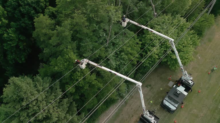 Best Fruit Tree Pruning  in Camp Wood, TX