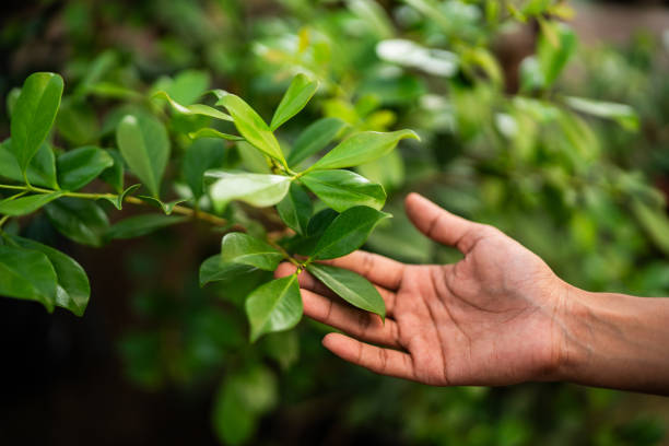 Best Tree Trimming and Pruning  in Camp Wood, TX