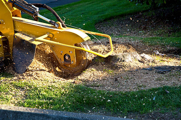 How Our Tree Care Process Works  in  Camp Wood, TX